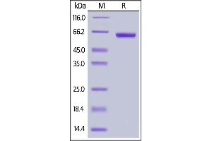 Cynomolgus / Rhesus macaque FGL1, Fc Tag on  under reducing (R) condition. (FGL1 Protein (AA 23-312) (Fc Tag))