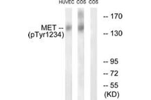 Western blot analysis of extracts from HuvEc cells and COS7cells, using Met (Phospho-Tyr1234) Antibody. (c-MET antibody  (pTyr1234))