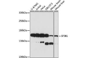 Western blot analysis of extracts of various cell lines, using SF3B1 antibody (ABIN7270543) at 1:1000 dilution. (SF3B1 antibody  (AA 1-144))