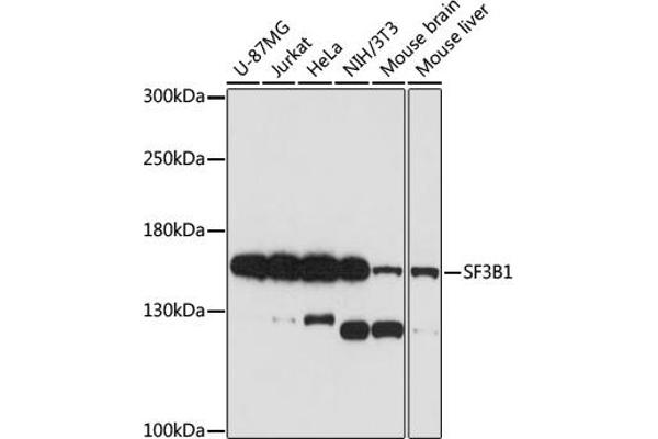 SF3B1 anticorps  (AA 1-144)
