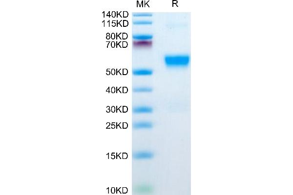 GP6 Protein (AA 21-267) (His tag)