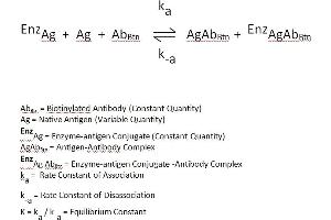The essential reagents required for a enzyme immunoassay include antibody, enzyme-antigen conjugate and native antigen. (T3, T4, TSH CLIA Kit)