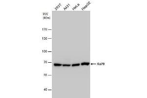 WB Image Ku70 antibody detects Ku70 protein by western blot analysis. (XRCC6 antibody  (C-Term))