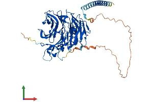 AlphaFold protein structure predicition of Human Recombinant CORO2A Protein, UniprotID Q92828