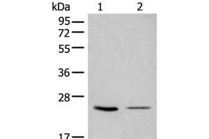 Western blot analysis of 293T and LOVO cell lysates using CDCA4 Polyclonal Antibody at dilution of 1:1000 (CDCA4 antibody)