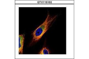 Image no. 2 for anti-COP9 Signalosome Complex Subunit 3 (COPS3) (AA 139-390) antibody (ABIN1497573) (COPS3 antibody  (AA 139-390))