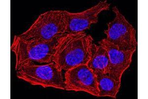 Immunofluorescence analysis of Hela cells using ANAPC10 mouse mAb.