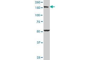 EEA1 monoclonal antibody (M03), clone 2G2. (EEA1 antibody  (AA 1312-1411))