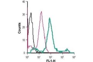 Flow Cytometry (FACS) image for anti-Adrenergic, beta-2-, Receptor, Surface (ADRB2) (AA 15-30), (Extracellular) antibody (FITC) (ABIN7042905)