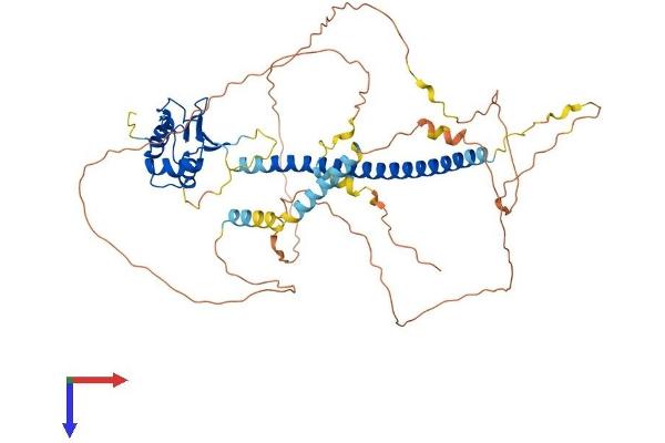 HSF2 Protein (AA 1-535) (His tag)