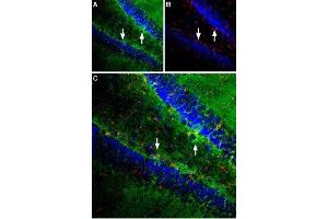 Expression of EAAT1 in rat hippocampus - Immunohistochemical staining was performed in perfusion-fixed free floating rat brain sections (frozen) using Anti-EAAT1 (GLAST) (extracellular) Antibody (ABIN7043662, ABIN7044352 and ABIN7044353), (1:100). (SLC1A3 antibody  (Extracellular))