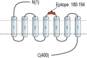 Representative domain view of the target of ABIN7885211.