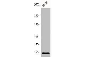 Western Blot analysis of HT29 cells using DDX19B Polyclonal Antibody (DDX19B antibody  (N-Term))