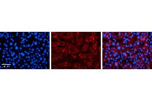 Immunohistochemistry (IHC) image for anti-Solute Carrier Family 25 (Mitochondrial Carrier, Oxoglutarate Carrier), Member 11 (SLC25A11) (C-Term) antibody (ABIN502439) (SLC25A11 antibody  (C-Term))