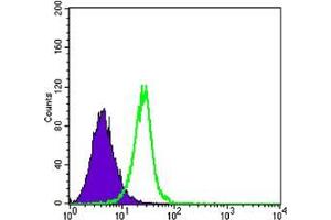 Flow cytometric analysis of K562 cells using SMAD4 mouse mAb (green) and negative control (purple). (SMAD4 antibody)