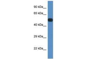 Image no. 1 for anti-Protein Phosphatase 2, Regulatory Subunit B', epsilon Isoform (PPP2R5E) (AA 120-169) antibody (ABIN6746459) (PPP2R5E antibody  (AA 120-169))