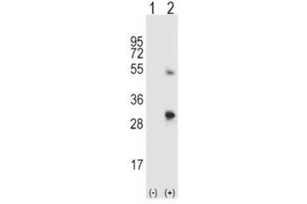 SPARC antibody  (AA 224-251)