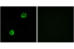 Immunofluorescence analysis of MCF7 cells, using APOL2 Antibody. (Apolipoprotein L 2 antibody  (AA 191-240))