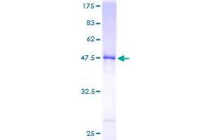 UBE2E2 Protein (AA 1-201) (GST tag)