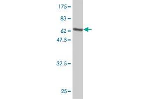 Western Blot detection against Immunogen (64. (HIF1AN antibody  (AA 1-349))