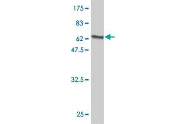 HIF1AN antibody  (AA 1-349)