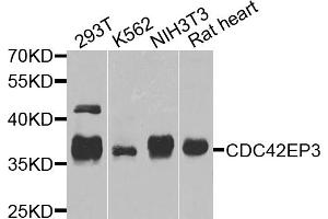 Western blot analysis of extracts of various cell lines, using CDC42EP3 antibody. (CDC42EP3 antibody)