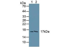 Western blot analysis of (1) Human Liver Tissue and (2) Human A549 Cells. (FAM19A3 antibody  (AA 44-130))