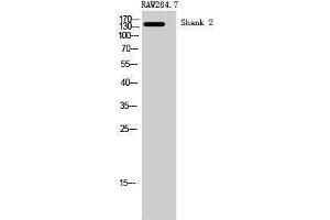 Western Blotting (WB) image for anti-SH3 and Multiple Ankyrin Repeat Domains 2 (SHANK2) (Internal Region) antibody (ABIN3186943) (SHANK2 antibody  (Internal Region))
