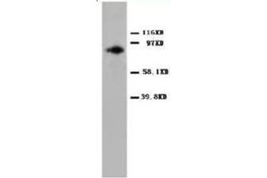 Western blot analysis of Hela cell lysis with PKCalpha antibody