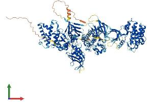 AlphaFold protein structure predicition of Human Recombinant JAK1 Protein, UniprotID P23458 (JAK1 Protein (AA 1-1154) (His tag))