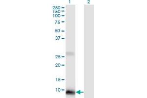 Western Blot analysis of POLR2J2 expression in transfected 293T cell line by POLR2J2 monoclonal antibody (M01), clone 1B2.