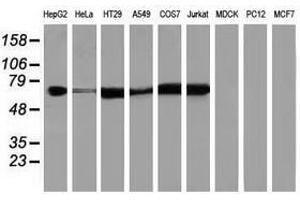 Image no. 2 for anti-Insulin-Like Growth Factor 2 mRNA Binding Protein 2 (IGF2BP2) antibody (ABIN1498826) (IGF2BP2 antibody)
