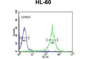 Flow cytometric analysis of HL-60 cells (right histogram) compared to a negative control cell (left histogram) using PLA2G7  Antibody , followed by FITC-conjugated goat-anti-rabbit secondary antibodies. (PLA2G7 antibody  (Middle Region))