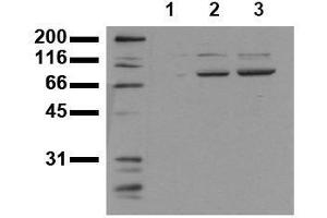 Western Blotting (WB) image for anti-Signal Transducer and Activator of Transcription 3 (Acute-Phase Response Factor) (STAT3) (phosphorylated) antibody (ABIN126899) (STAT3 antibody  (phosphorylated))
