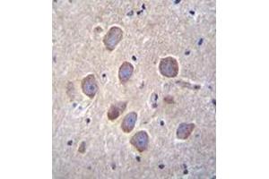 Immunohistochemistry analysis in formalin-fixed, paraffin-embedded human brain tissue using PCDHA8 Antibody (C-term), followed by peroxidase conjugation of the secondary antibody and DAB staining.