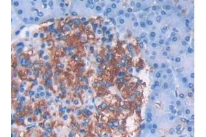 Detection of IFNa5 in Human Pancreas Tissue using Monoclonal Antibody to Interferon Alpha 5 (IFNa5) (IFNA5 antibody  (AA 22-189))