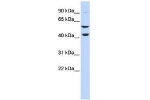 Image no. 1 for anti-ATPase, H+ Transporting, Lysosomal 56/58kDa, V1 Subunit B2 (ATP6V1B2) (C-Term) antibody (ABIN6744046) (ATP6V1B2 antibody  (C-Term))