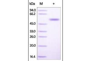 Human CD4, His Tag on SDS-PAGE under reducing (R) condition. (CD4 Protein (CD4) (AA 26-390) (His tag))