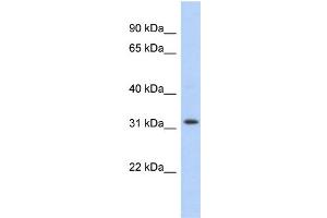 WB Suggested Anti-C1orf131 Antibody Titration: 0. (C1orf131 antibody  (Middle Region))