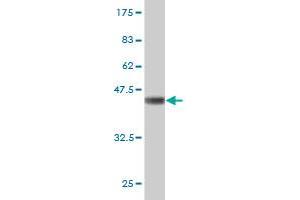 GLI3 antibody  (AA 1-110)