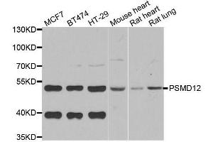 Western blot analysis of extracts of various cell lines, using PSMD12 antibody. (PSMD12 antibody  (AA 197-456))