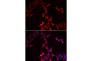 Immunofluorescence analysis of U2OS cell using PCBD1 antibody. (PCBD1 antibody)