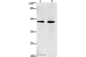 Western blot analysis of Hepg2 and Hela cell, using Dap3 Polyclonal Antibody at dilution of 1:900
