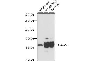Western blot analysis of extracts of various cell lines, using SLC6 antibody (5099) at 1:1000 dilution. (SLC6A1 antibody)