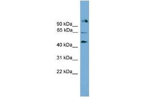 WB Suggested Anti-Nr5a2 Antibody Titration:  0. (NR5A2 + LRH1 antibody  (Middle Region))