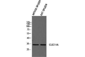 Western Blot (WB) analysis of Mouse Spleen Rat SPLEEN using CLEC11A antibody.