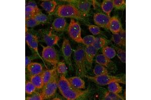 Immunofluorescence staining of methanol-fixed Hela cells using Niban-like protein(Ab-712) antibody. (MEG3 antibody)