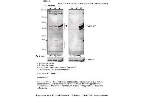 Sample Type: 1. (RAB10 antibody  (C-Term))