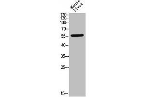 Western Blot analysis of MOUSE-LIVER cells using Phospho-TGFβ RI (S165) Polyclonal Antibody (TGFBR1 antibody  (pSer165))