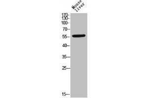 TGFBR1 anticorps  (pSer165)